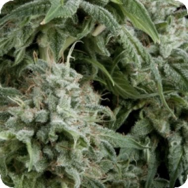 Pyramid  Cannabis  Seeds  Northern  Lights  Cbd  Auto