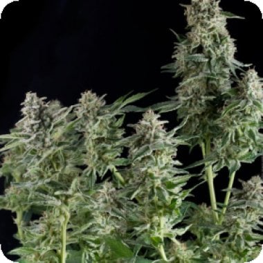 Pyramid Cannabis Seeds Northern Lights Cbd