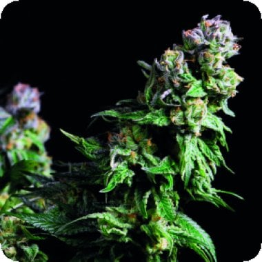 Pyramid Cannabis Seeds Purple Urkle
