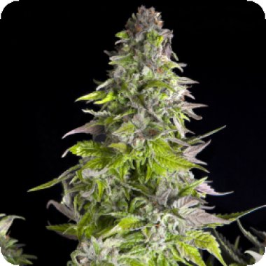 Pyramid Cannabis Seeds Romulan