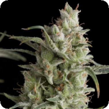 Pyramid Cannabis Seeds Super Og Kush