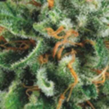 Pyramid  Cannabis  Seeds  Tutankhamon  X  Gorilla  Glue  Limited  Edition  Gold  Line