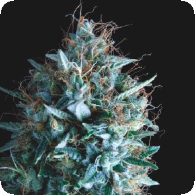 Pyramid Cannabis Seeds Tutankhamon X Runtz Limited Edition Gold Line