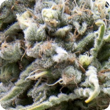 Pyramid Cannabis Seeds White Widow Cbd Auto