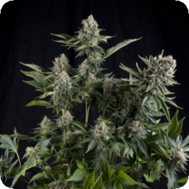 Pyramid Cannabis Seeds White Widow