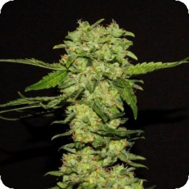 R  Kiem  Cannabis  Seeds  Portela