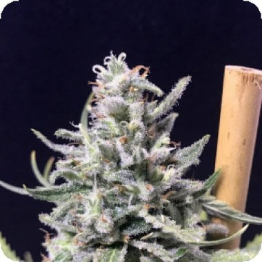 R Kiem Cannabis Seeds Thunderstorm Auto