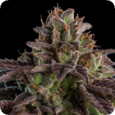 Ripper Cannabis Seeds Auto K Mintz
