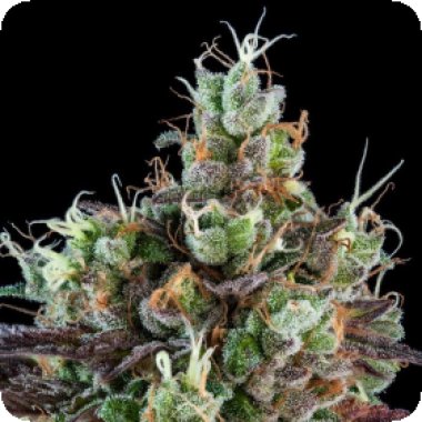Ripper Cannabis Seeds Auto Sour Ripper