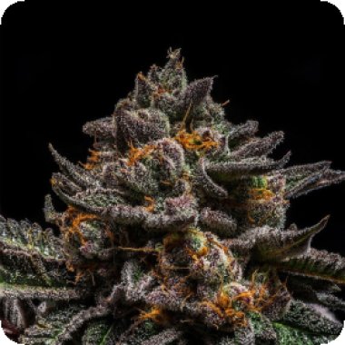 Ripper Cannabis Seeds Brain Cake