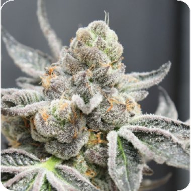 Ripper Cannabis Seeds Break Pad Breath