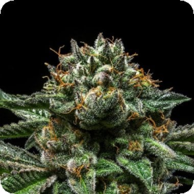 Ripper Cannabis Seeds Chempie