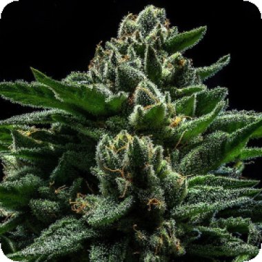 Ripper Cannabis Seeds Do G