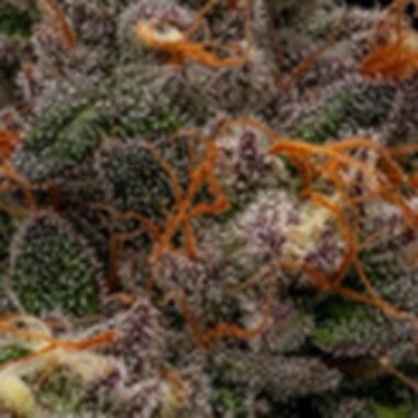 Ripper Cannabis Seeds Korenji