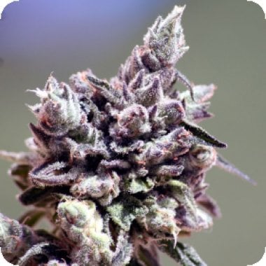Ripper Cannabis Seeds Washing Machine
