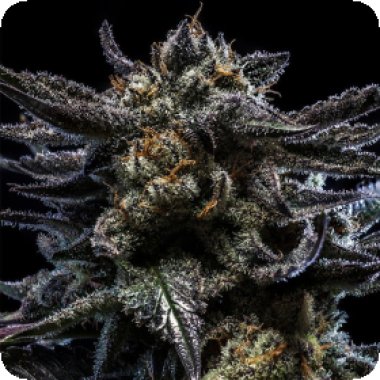 Ripper Cannabis Seeds Zombie Kush