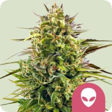 Royal Queen Cannabis Seeds Alien Og