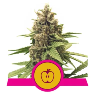 Royal Queen Cannabis Seeds Apple Fritter