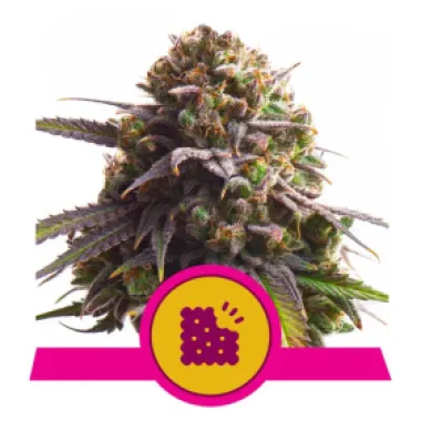 Royal Queen Cannabis Seeds Biscotti
