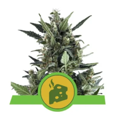 Royal Queen Cannabis Seeds Blue Cheese Auto