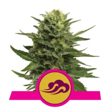 Royal Queen Cannabis Seeds Blue Mystic