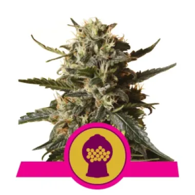 Royal Queen Cannabis Seeds Bubble Gum Xl