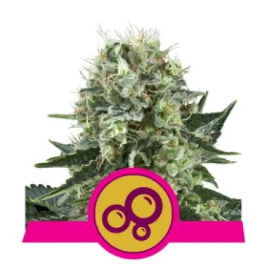 Royal Queen Cannabis Seeds Bubble Kush