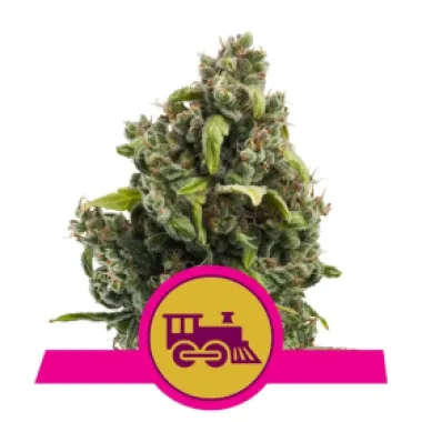 Royal Queen Cannabis Seeds Candy Kush Express Fast Version
