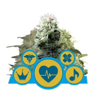 Royal Queen Cannabis Seeds Cbd Mix
