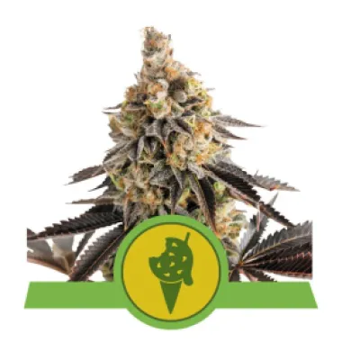Royal Queen Cannabis Seeds Cookies Gelato Auto