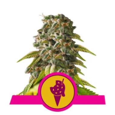 Royal Queen Cannabis Seeds Cookies Gelato