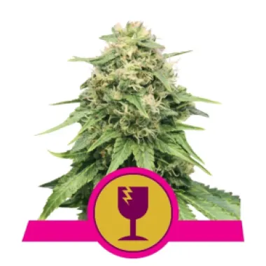 Royal Queen Cannabis Seeds Critical