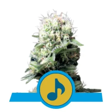 Royal Queen Cannabis Seeds Dance World Cbd