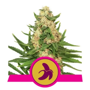 Royal Queen Cannabis Seeds Fat Banana