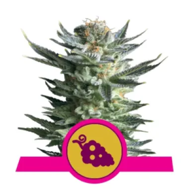 Royal Queen Cannabis Seeds Fruit Spirit
