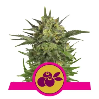 Royal Queen Cannabis Seeds Haze Berry