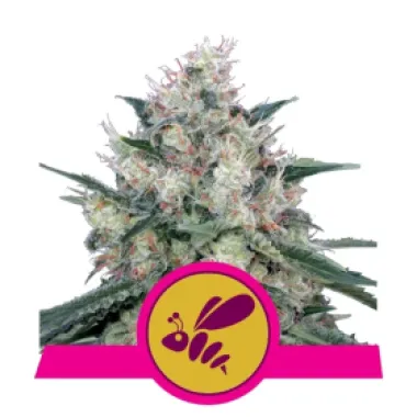 Royal Queen Cannabis Seeds Honey Cream Fast Version