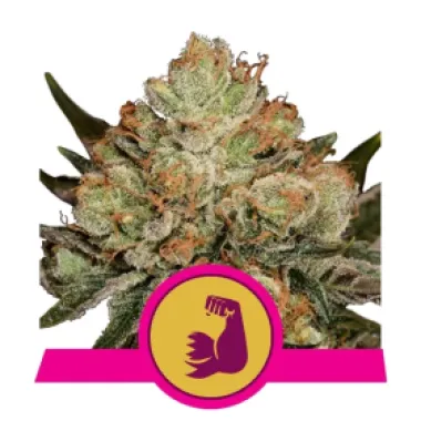 Royal Queen Cannabis Seeds Hulkberry