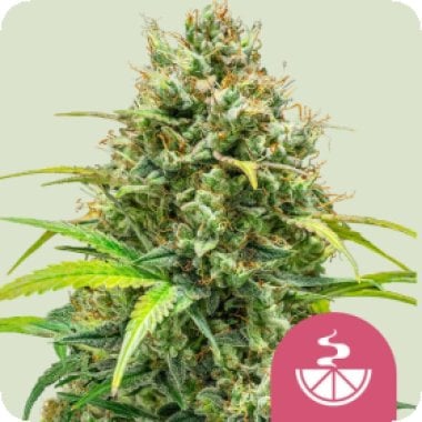 Royal Queen Cannabis Seeds Lemon Skunk