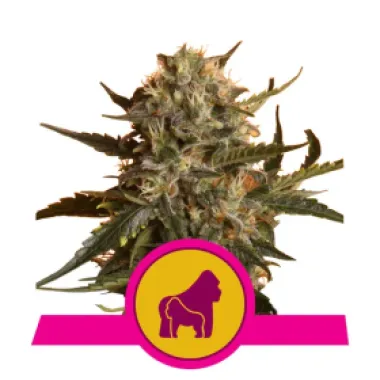 Royal Queen Cannabis Seeds Mother Gorilla