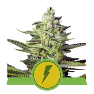 Royal Queen Cannabis Seeds North Thunderfuck Auto