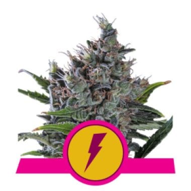 Royal Queen Cannabis Seeds North Thunderfuck