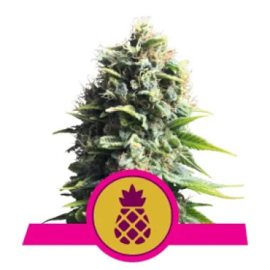 Royal Queen Cannabis Seeds Pineapple Kush