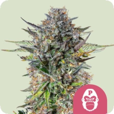 Royal Queen Cannabis Seeds Pink Gorilla