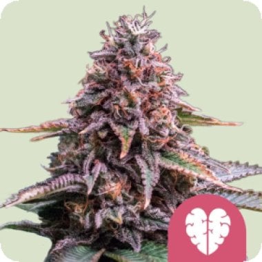 Royal Queen Cannabis Seeds Pink Mist
