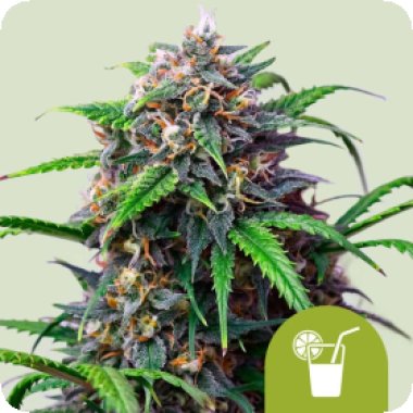 Royal  Queen  Cannabis  Seeds  Purple  Lemonade  Auto