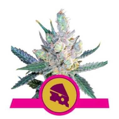 Royal Queen Cannabis Seeds Royal Cheese Fast Version