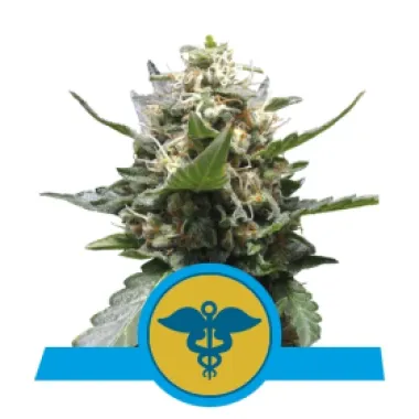 Royal Queen Cannabis Seeds Royal Medic Cbd
