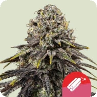 Royal Queen Cannabis Seeds Royal Queen X Tyson Dynamite Diesel