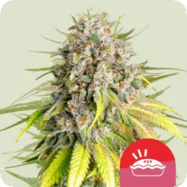 Royal Queen Cannabis Seeds Royal Queen X Tyson Punch Pie